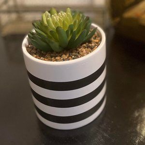 Artificial Succulent Plant - Small White & Black Home Decor plant